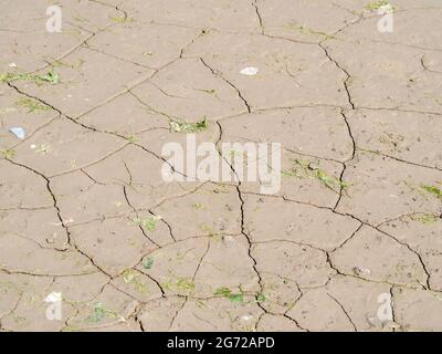 Cracked mud, earth riverbed with dead plants. Dry, drought concept. Stock Photo