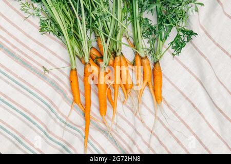 fresh carrots from the garden. Small carrots on a white towel. harvest of carrots. Stock Photo