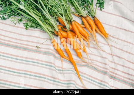 fresh carrots from the garden. Small carrots on a white towel. harvest of carrots. Stock Photo