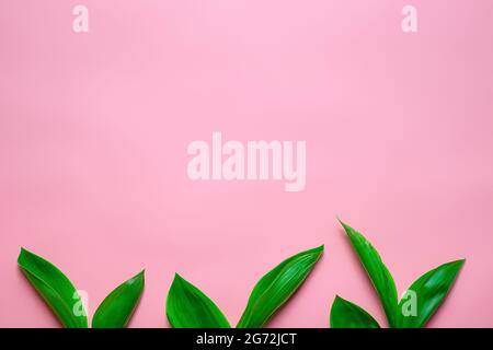 Small green leafes bouquets of lilly of the valley as a floral border on the lower part with copy space. Flat lay with pink background Stock Photo