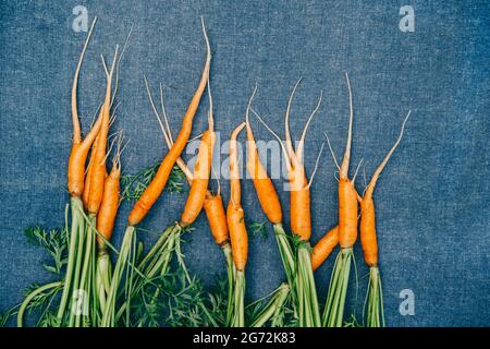 fresh carrots from the garden. Small carrot on blue background. harvest of carrots. Stock Photo