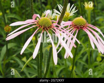 Echinacea (coneflower) flowering in one of the borders at RHS Bridgewater, Salford, Manchester, in July. Stock Photo