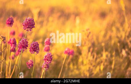 Bright colors of an autumn meadow with thickets of wild pink garlic in the foreground in the evening light of the sun. Background. Stock Photo