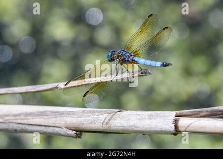 Blue Dasher dragonfly - Pachydiplax longipennis - resting in a stick - skimmer dragonfly Stock Photo