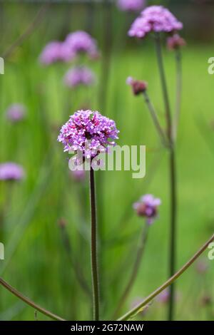 Close-up of purple Vervain as known as wild hyssop flowers in the summer sun very bee-friendly plant Stock Photo