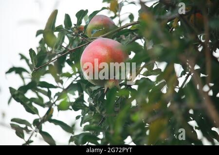 The pomegranate tree has turned red when ripe.  Looks very nice Stock Photo