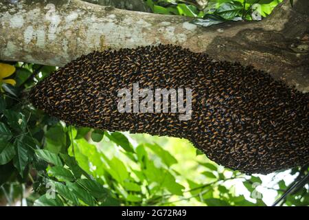 A large bee hive on a tree branch Stock Photo