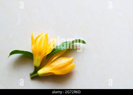 Two yellow colored plucked flowers with leaves on surface with white background. These flowers are called as Michelia champaca also known as sonchampa Stock Photo