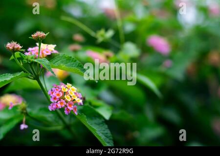 Lantana camera colorful umbel inflorescence of flowers on the plant with selective focus and copy space. Stock Photo