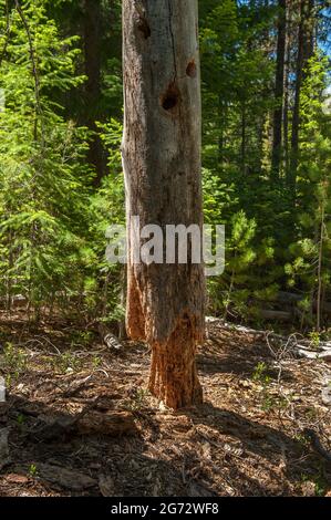 An old, long-dead stob in the forest, eaten by bugs. Stock Photo