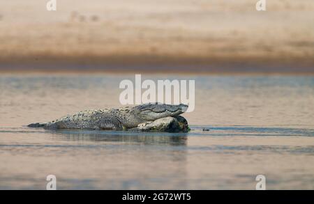 Marsh Crocodile (Crocodylus palustris), also called the Indian or mugger crocodile Stock Photo