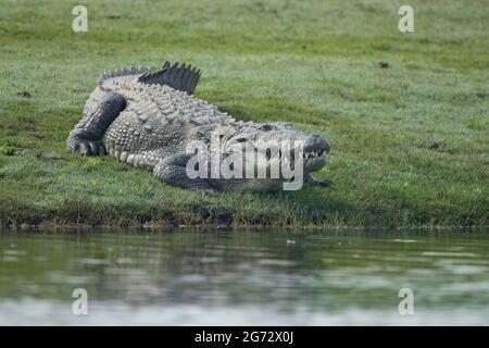 Marsh Crocodile (Crocodylus palustris), also called the Indian or mugger crocodile Stock Photo