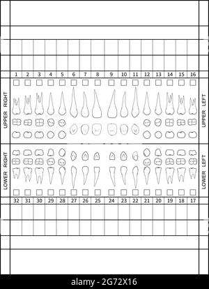 Teeth numbering chart for adult teeth. Dentist numbering system. Vector ...