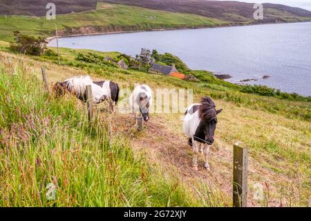 Shetland ponies at Sandsound on Shetland Mainland. Stock Photo