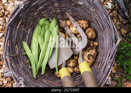 A wicker basket containing fresh produce from the garden - home grown potatoes and French beans Stock Photo