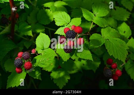 branch of raspberries in a garden. Macro photo Stock Photo