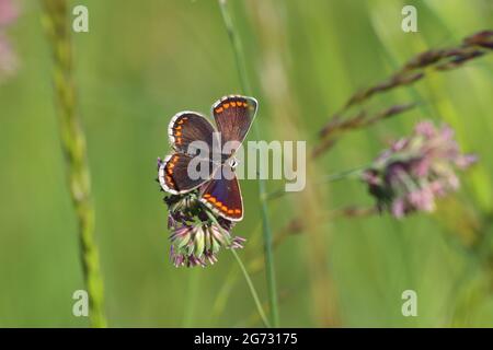 A Northern Brown Argus Butterfly pictured at Bishop Middleham Nature Reserve, County Durham, England, UK. Stock Photo