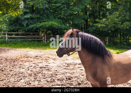 Stallion of polish Konik horse, seen in profile, standing in a paddock in  horse breeding in Florianka, Zwierzyniec, Roztocze, Poland. Stock Photo