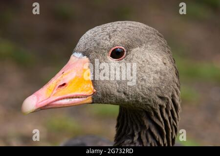 A close up on the head of an adult greylag goose outdoors. Stock Photo