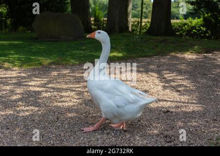 A domestic white goose with an orange break and orange webbed feet standing outside in a park on gravel Stock Photo