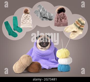 Cute dog with knitted clothes and yarn on grey background. Concept of heating season Stock Photo