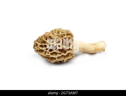 morel-mushroom-its-scientific-name-is-morchella-esculenta-isolated-on-white-2g73am7.jpg