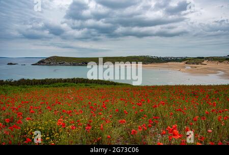 Poppy field near Crantock beach in Cornwall Stock Photo