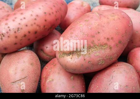 Red / russet potatoes grown in the UK. The potatoes have some disease present [which may be common scab, or perhaps powdery scab]. Stock Photo