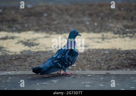 Feral Pigeon Columba livia domestica. Adult standing on gravel fluffed up. Stock Photo