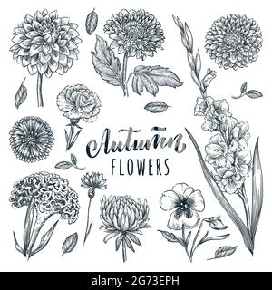 Autumn beautiful flowers set, isolated on white background. Vector hand drawn sketch illustration. Blooming garden plants and floral nature design ele Stock Vector