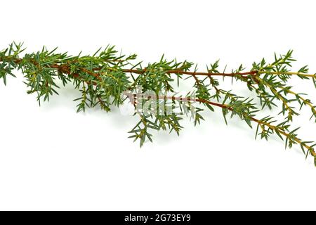 Evergreen Juniper twig isolated on white background. Stock Photo