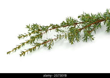 Evergreen Juniper twig isolated on white background. Stock Photo