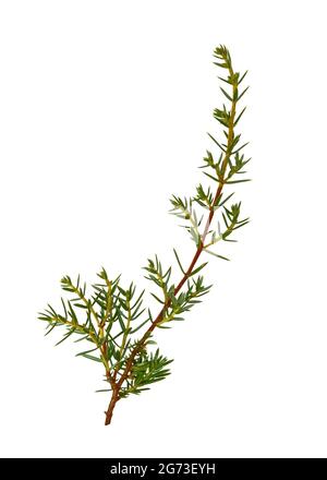 Evergreen Juniper twig isolated on white background. Stock Photo