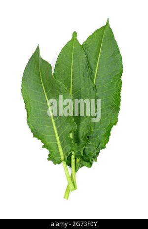 Green Sorrel Leaves Isolated on White Background. Rumex pulcher. Rumex crispus. Leaves of Rumex patientia isolated on white. Stock Photo
