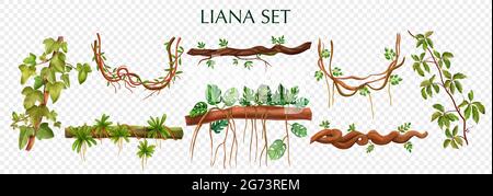 Tropical lianas bindweed with virginia creeper monstera plant decorative vines elements set against transparent background vector illustration Stock Vector