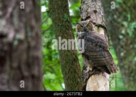 Great Horned Owl (Bubo virginianus) - Brevard, North Carolina, USA Stock Photo