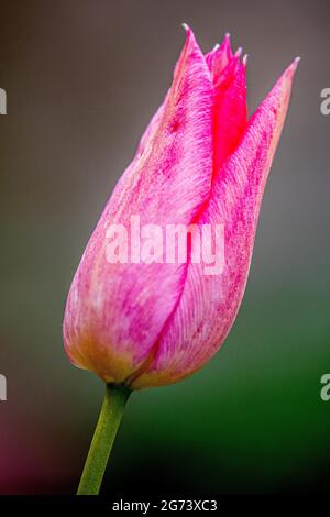 A vertical shot of a pink tulip bud in soft focus Stock Photo