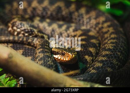 A closeup view of snakes on a blurry background in the zoo Stock Photo