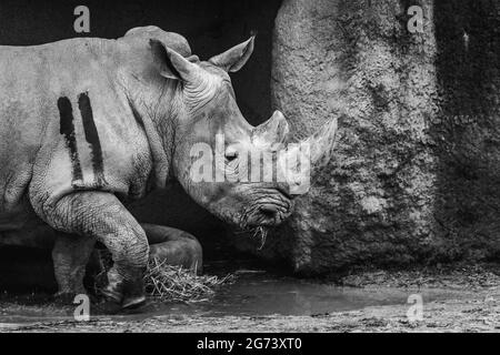 A beautiful greyscale view of a rhinoceros walking in the zoo Stock Photo