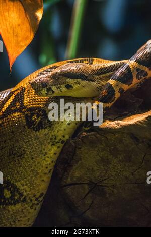 A closeup view of snakes on a blurry background in the zoo Stock Photo