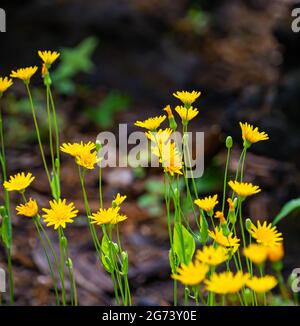 A soft focus of narrowleaf hawksbeard flowers blooming at a field Stock Photo