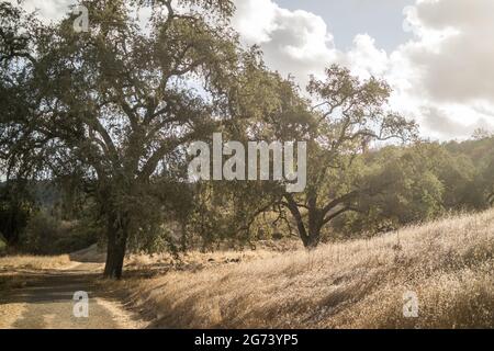 California live oak trees and golden long grass next to footpath leading into the distant hills on bright, but ominously cloudy Fall day. Stock Photo