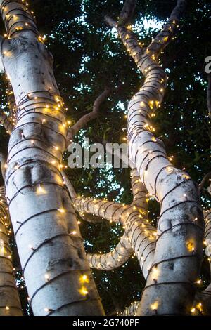 Strings of fairy lights wrapped around the trunk and branches of a tree in San Francisco, in Fall. Stock Photo