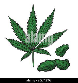 Cannabis Marijuana Leaf and Buds Hand drawn Cartoon Vector Illustration Isolated Stock Vector