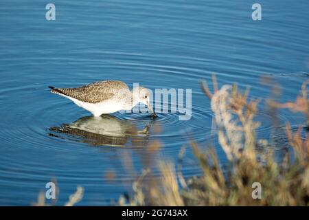 Greater Yellowlegs wading in wetlands, foraging for food with bill under still blue water - bird's reflection and concentric ripples on surface Stock Photo