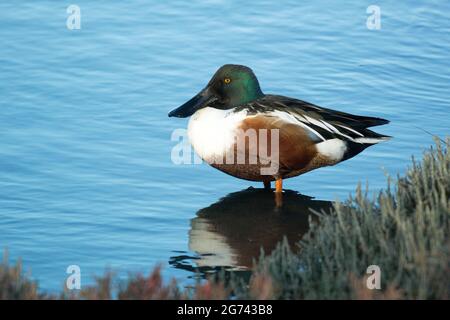 Male Northern Shoveler duck standing in profile with feet in the shallow water, reflection of the duck on the still water's surface Stock Photo