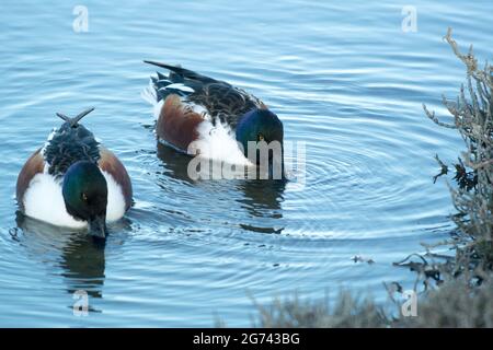 Two male Northern Shoveler ducks foraging in clean blue water, spoon shaped bills below the water, swimming towards camera Stock Photo
