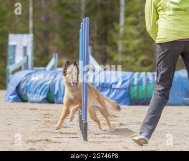A Belgian Shepherd Tervuren doing slalom on dog agility course Stock Photo
