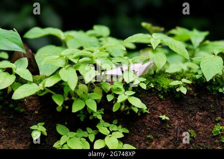 The sprouts of a broad-leaved enchanter's nightshade plant Stock Photo