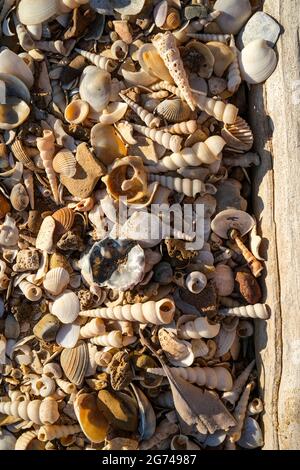Sea shells at the beach Stock Photo